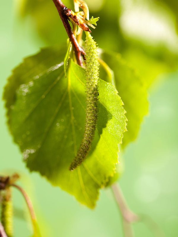 Spring: birch burgeon in sunlight